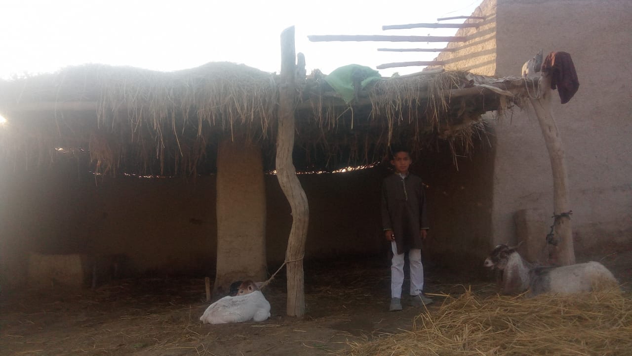 ضلع قمبر شہداد کوٹ پاکستان سندھ تعلقہ وارہ ایک ھفتی سے شدید سردی اور دھند