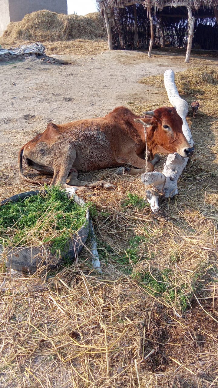 پنجاب ایکسپریس مال مویشی تعلقہ وارہ یوسی میرپور میں جانوروں میں پرسرار بیماری غریب مسکین عبداالوحید چانڈیو کی 2 بلوغ اور نسلی گائیں پرسرار بیماری میں مرگئی ہے