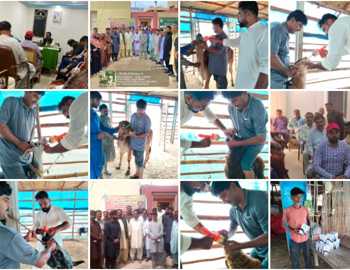 مویشیوں کو مختلف پھیلنے والی بیماریوں سے بچانے کے لیے پری مون سون رین فلڈ کارپیٹ ویکسینیشن